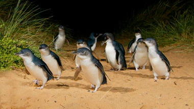 Phillip Island Penguin Parade Guided Tour