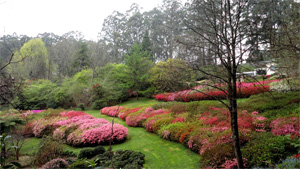 rhododendron garden