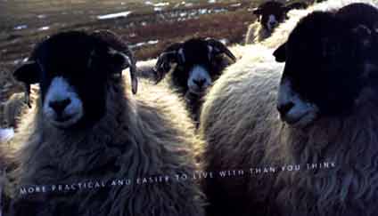 Wool carpet easier to live with than you might think